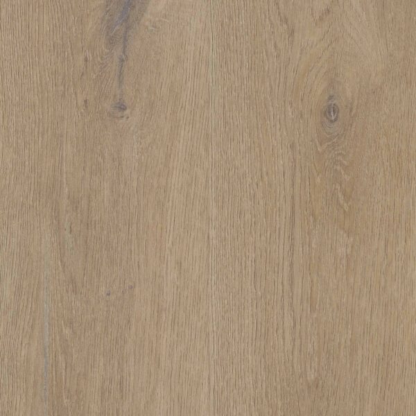 Texas Oak H54